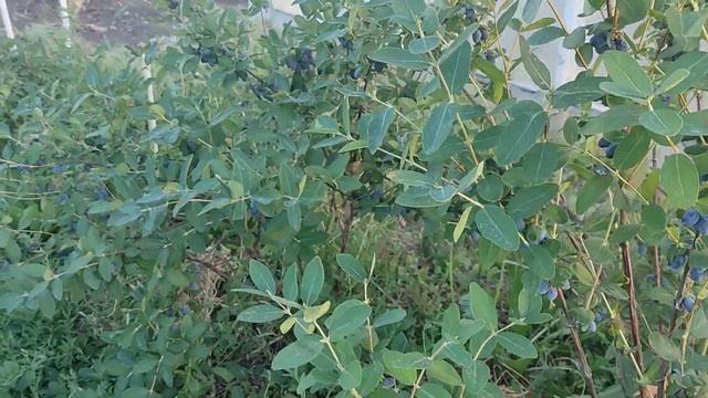 Урожай жимолости Сердце гиганта и Голубое сокровище п смотреть онлайн