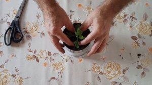 Как укоренить хризантему из букета Самый легкий спосо