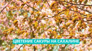 Розовый вздох весны: как сахалинцы сохраняют японскую традицию ханами