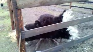 Страус танцует