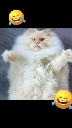 Приколы с котами! - С ОЗВУЧКОЙ! Самые смешные животные! СМЕШНЫЕ КОТЫ!