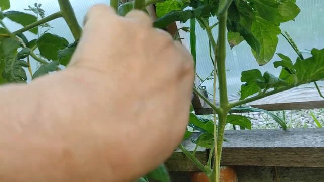 Томаты серии Гном томатный в теплице .Обзор сортов. смотреть онлайн