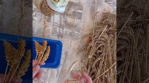 Отбеливание колосьев  пшеницы,ржи,овса белизной .