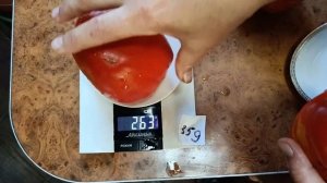 Томат козий мешок .