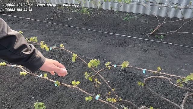 Весняні приморозки. Боримося за урожай. Три способи зб
