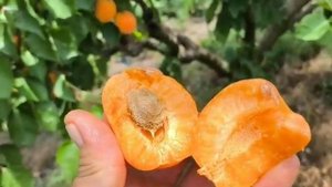 Абрикос Кіото. Apricot Kioto. Дуже гарний, смачний, врожайний