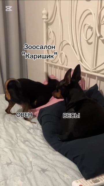 Овен и весы