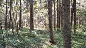 Первые грибочки в этом году! Вкуснейшая картошечка с грибами!