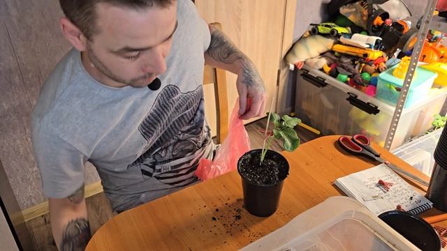 Прививка арбуза на тыкву.#арбуз #лето #огород #рекоменд смотреть онлайн