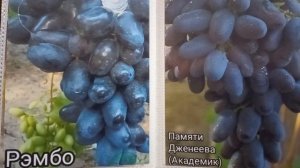 🍇Сорта винограда Рэмбо и Академик🍇