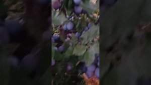 слива Гросса де Фелисио