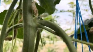 Как формировать дыню в один стебель