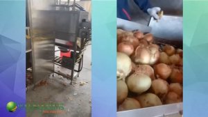 Машина для очистки лука Vega Onion H500