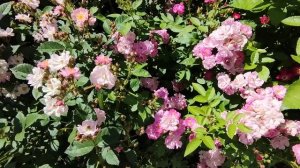 Розы Крылья Ангела. Очень красиво смотрятся. Ленингра?