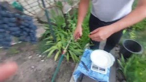 Первенец.Ультраранний сорт винограда!Урожай 2023г.