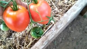 Обзор томатов в теплице по сортам на 18 июля. Часть 2.