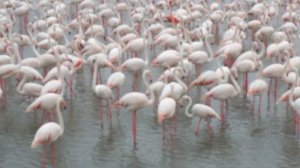 Дубай. Розовые фламинго
