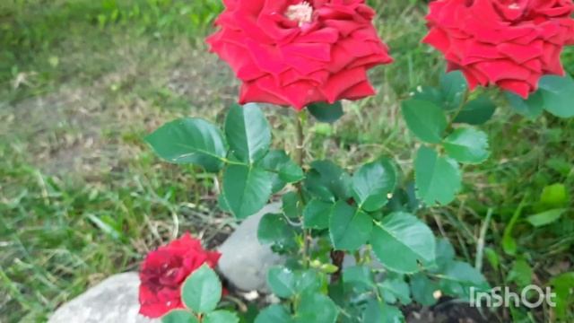 Розы из черенков-растут прекрасно! смотреть онлайн