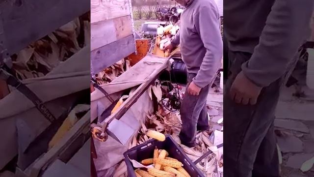 Станок для очищения кукурузы смотреть онлайн