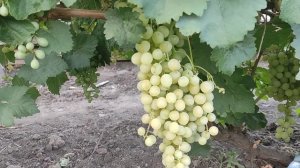 Виноград Краса Дона