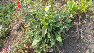 👍🔥не закапывайте в компост ветки малины,смородины и