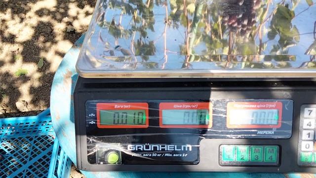 Виноград ІМПЕРАТРИЦЯ - ГРОНИ на ВАГАХ сезон 2024 смотреть онлайн