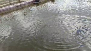 Форелька на селедку с червём.Основной водоём