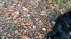 щенки РЕЛ 4 месяца/ обучение ,натаска щенков лайки/