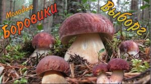 Очень много Боровиков под Выборгом, Молодой сосновый боровик растет полным ходом