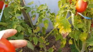 Томат Нова из Солерно 07.09.24