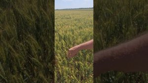 Озимая пшеница сорт Есаул питомник размножения Респу?