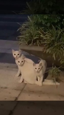 Коты совпал пазл