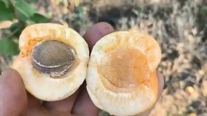 Апріум Хані Річ. Aprium Hany Rich. Висока врожайність, крупні ?