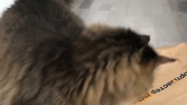 Прикол с котом!!! Не может достать любимую игрушку из пакета смотреть онлайн