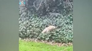 Приколы с животными