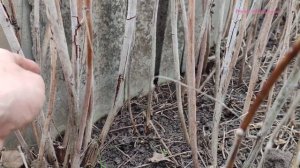 Какие ветки Малины удалять Весной? #весна