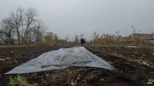 Краснодарский край. 30.11.2024. Укрываем в зиму виноград.