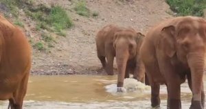 ... Слоны - Что мы знаем про них....