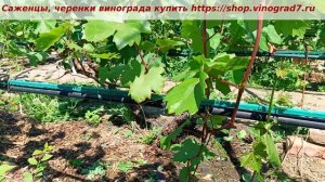 Виноград КУПИДОН, однако все лозы идут с соцветьями и ?