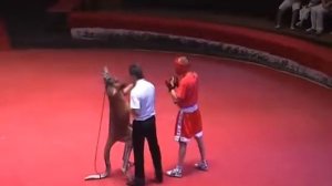 Бой кенгуру и боксера Alter