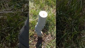 #23: Прививка грецкого ореха ЗА КОРУ дерева // Щеплення в