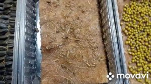 декабрь,пора начинать выращивать микрозелень#микрозе