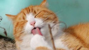 Смешные котики