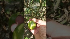 Подгнивает помидор от плодоножки. Сухая гниль. Что дел