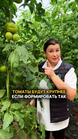 Томаты будут КРУПНЕЕ, если их формировать ТАК!