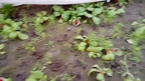 Редиска РОНДАР f1 syngenta.