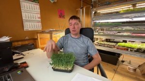 Выращиваем микрозелень гороха