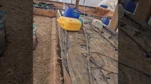 Омоложение  картофеля сорта Синеглазка . Эксперимент .