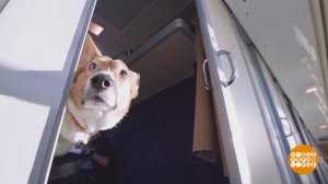 Мы едем, едем, едем... в отпуск с собакой! Доброе утро. Фрагмент выпуска от 21.05.2025