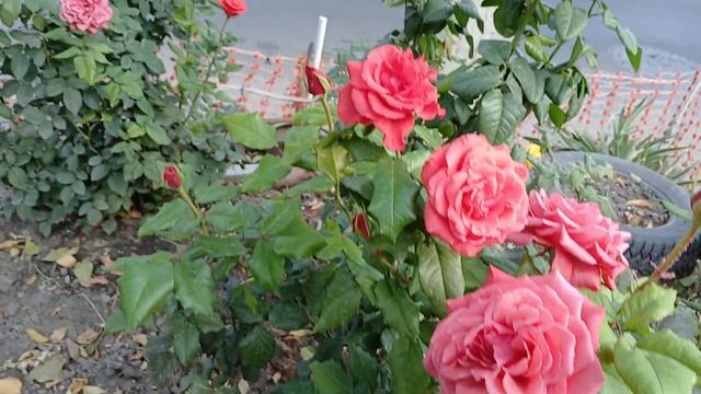 Утренняя роза. Всем, у кого холодно, и нет цветов! смотреть онлайн